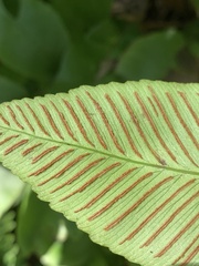 Diplazium donianum