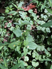 Galinsoga quadriradiata