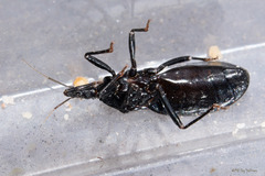 Triatoma protracta