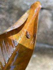 Lygaeoidea