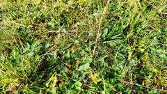 Pilosella officinarum