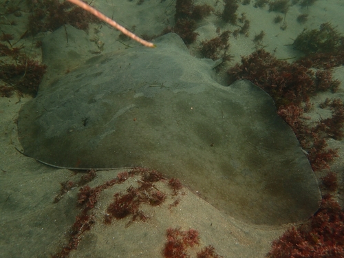 Representative image of Gymnuridae