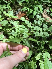 Galinsoga quadriradiata