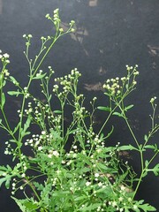 Parthenium hysterophorus