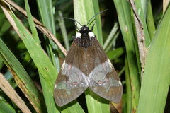 Dysschema marginalis