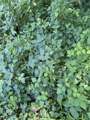 Amphicarpaea bracteata