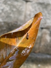 Lygaeoidea