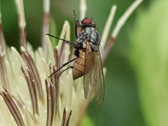 Thricops semicinereus