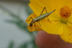 Oecanthus