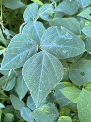 Amphicarpaea bracteata