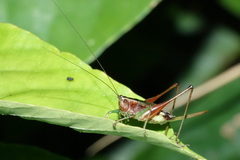 Conocephalus versicolor