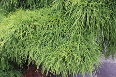 Chamaecyparis pisifera