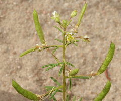 Polanisia jamesii