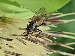 Thricops semicinereus