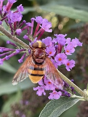 Volucella zonaria