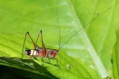 Conocephalus versicolor