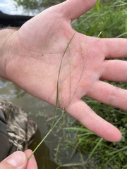 Panicum repens