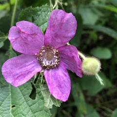 Rubus odoratus