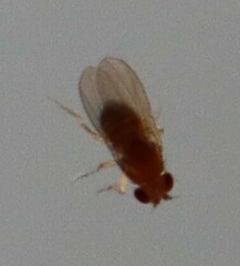 Drosophila