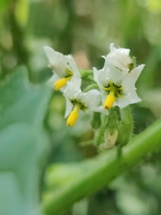 Solanum physalifolium
