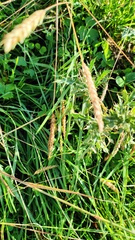 Cynosurus cristatus