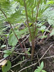 Athyrium