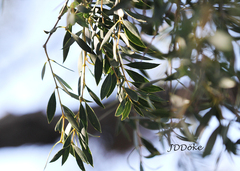 Aspidosperma quebracho-blanco