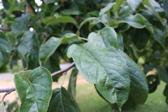 Malus domestica