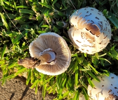 Chlorophyllum
