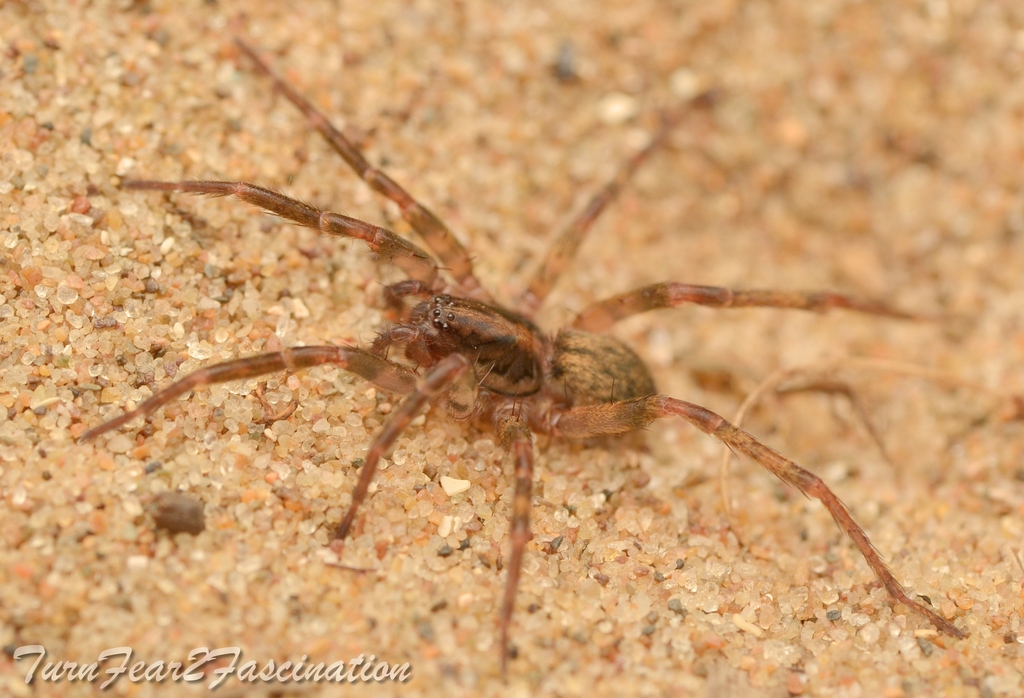 Agroeca inopina
