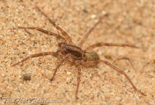 Agroeca inopina
