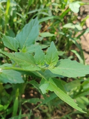 Solanum physalifolium