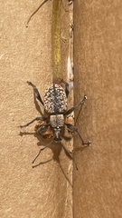 Otiorhynchus sulcatus