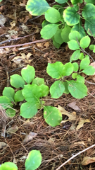 Celastrus orbiculatus