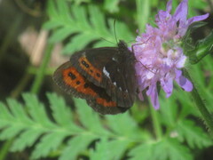 Erebia ligea