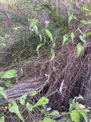 Convolvulus farinosus