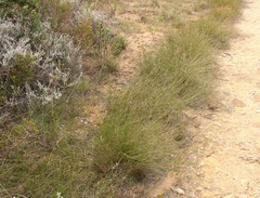 Lobelia capillifolia