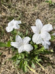 Ruellia metziae