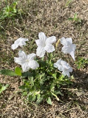 Ruellia metziae
