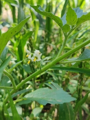 Solanum physalifolium