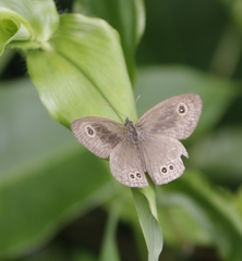 Ypthima baldus