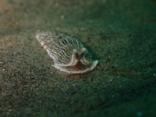 Striped Nudibranch