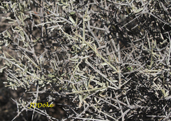 Cyclolepis genistoides