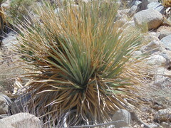 Nolina bigelovii