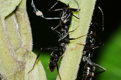 Odontomachus haematodus