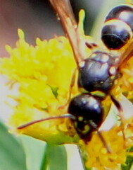 Ancistrocerus adiabatus