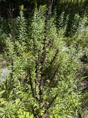 Ambrosia psilostachya