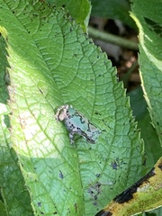 Hyla