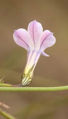 Lobelia capillifolia