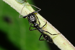 Odontomachus haematodus